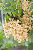 White Card Grape Seedlings