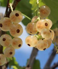 خرید نهال انگور وایت کارد