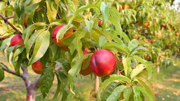 نهال شلیل بن دار بزرگ