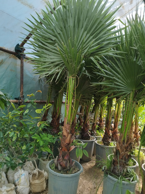 نهال زینتی پالم گلخانه ای