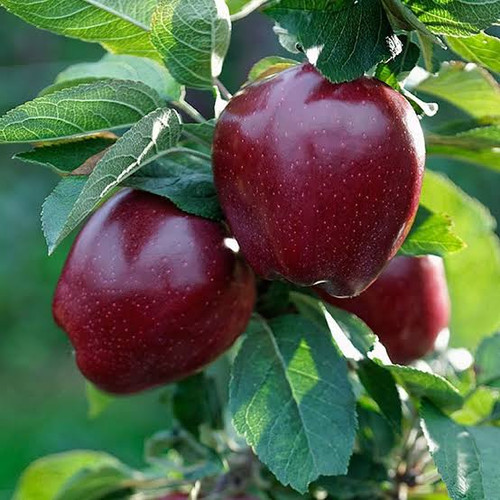 نهال سیب لبنانی قرمز دیر گل