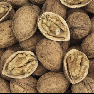 نهال گردو فرنور