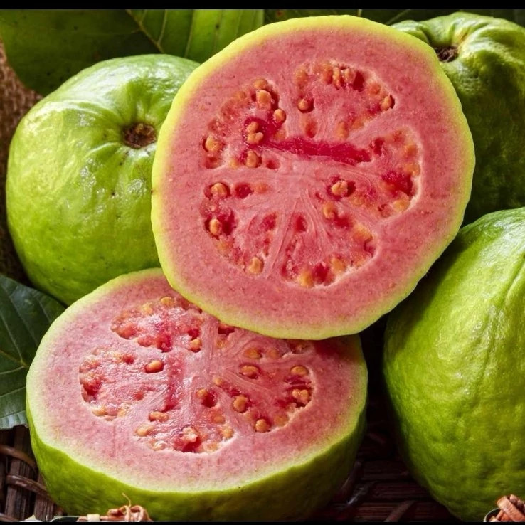 نهال گواوا