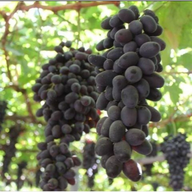 انگور ازبک