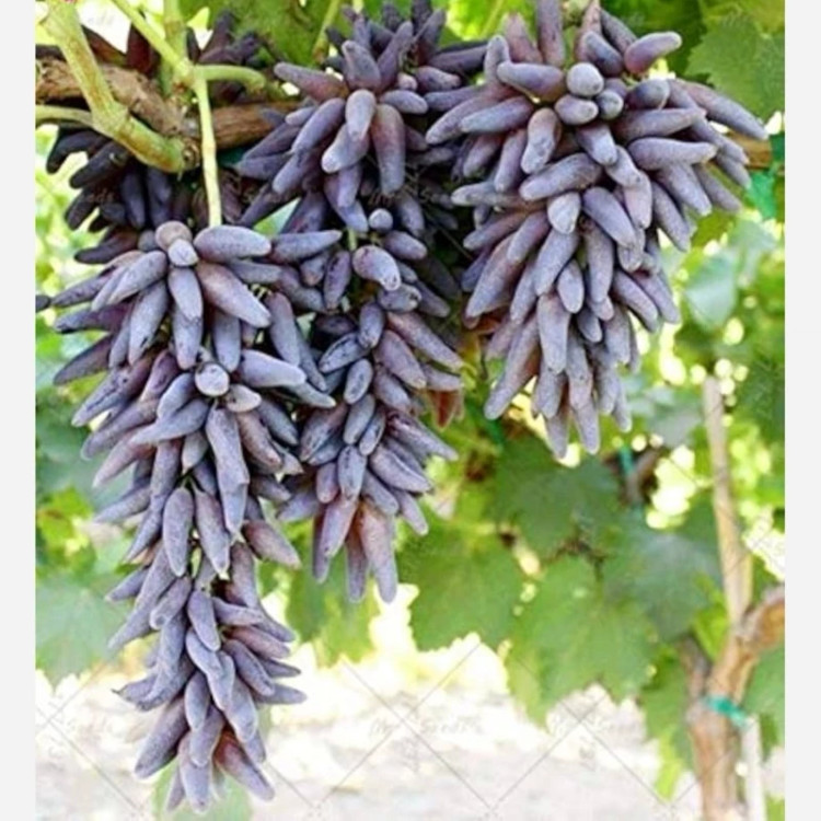 انگور شمشیری سیاه