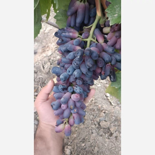 انگور بلک ویلیام