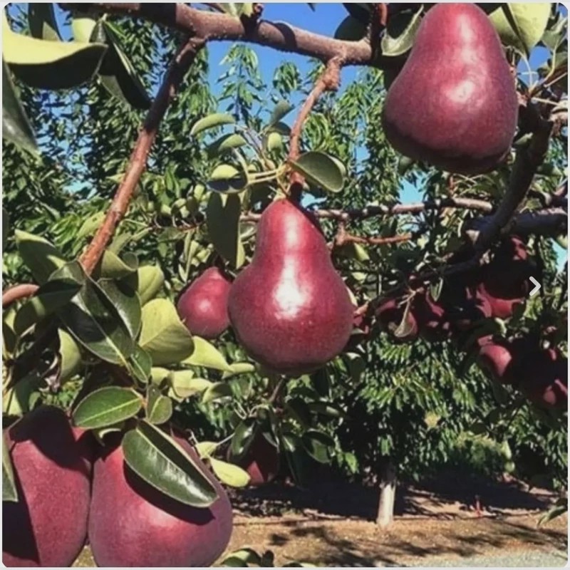 نهال گلابی انجو