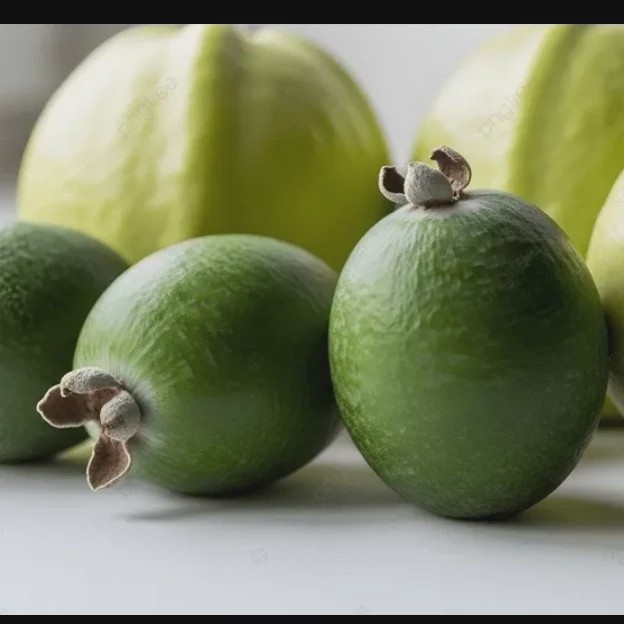 نهال فوجیا