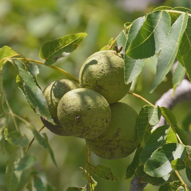 نهال گردو کانادایی