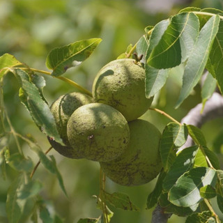 نهال گردو کانادایی
