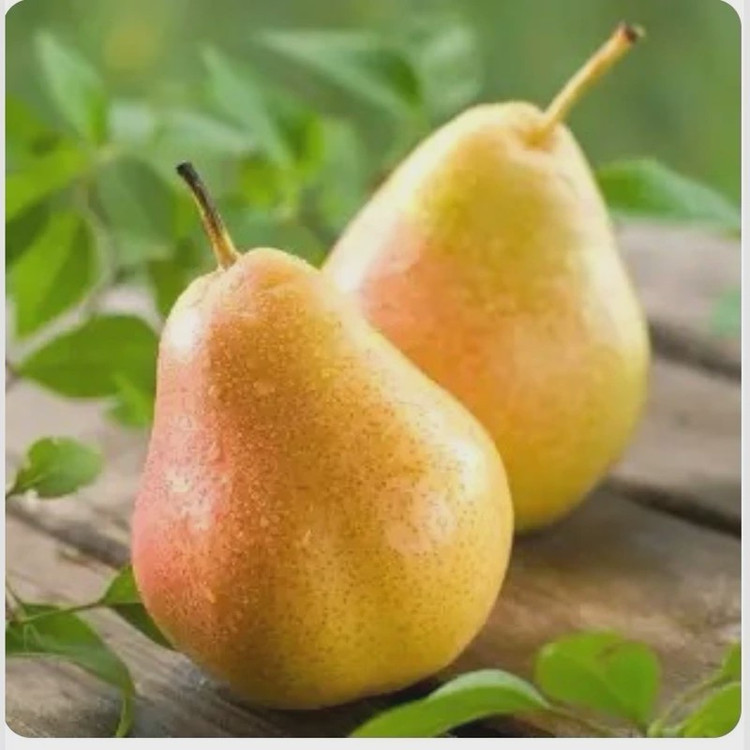 نهال گلابی اسپادانا دیررس و زود رس