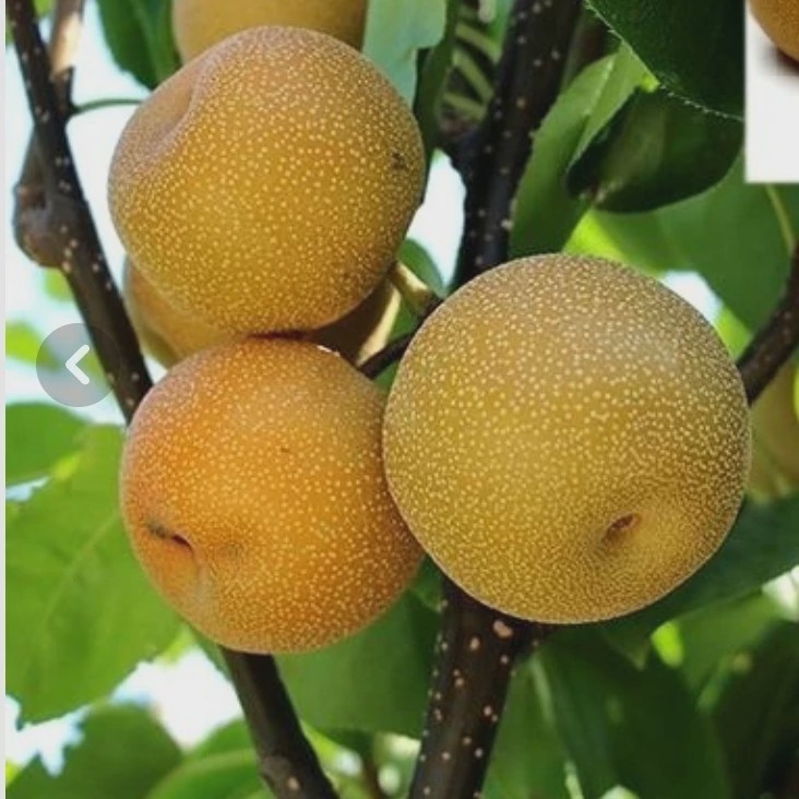 نهال گلابی پرتقالی