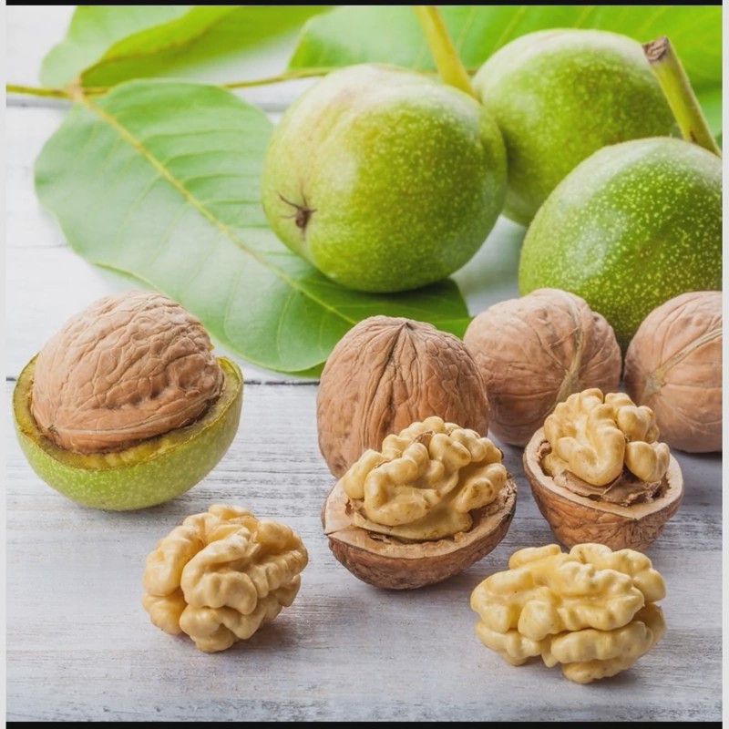 نهال گردو چندلر (پیوندی)