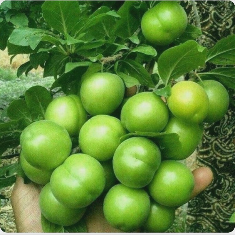 نهال گوجه سبز برغان