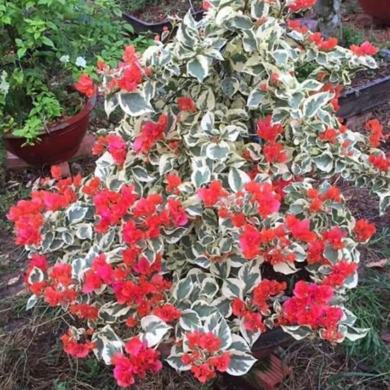 نهال گل کاغذی ابلق نارنجی