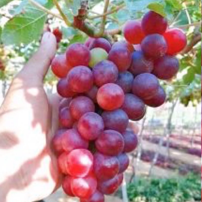 نهال انگور گرمسیری قرمز