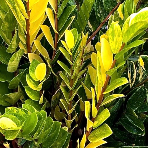 بوته زاموفولیا ابلق