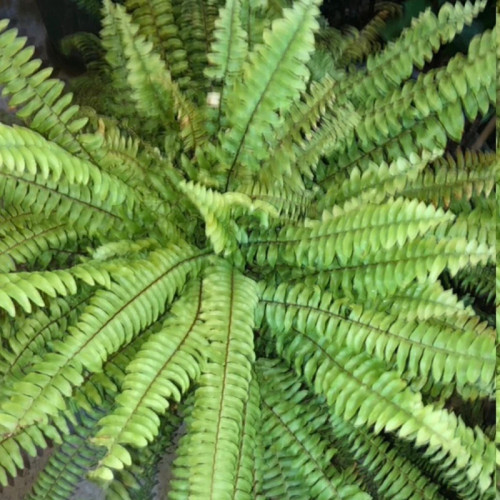 نهال سرخس