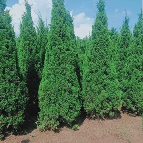 نهال کاج آبی