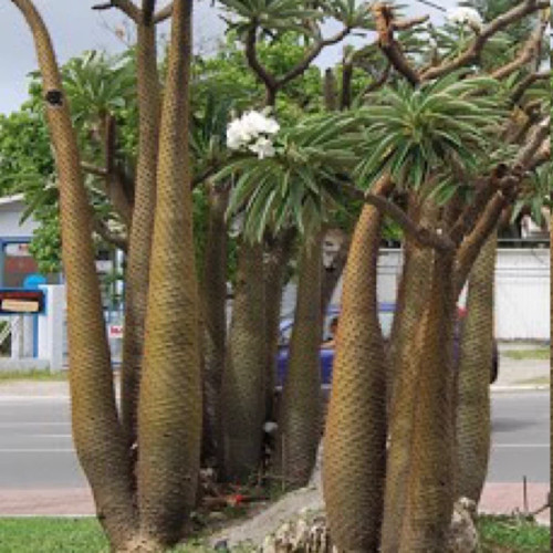 نهال نخل ماداگاسکار