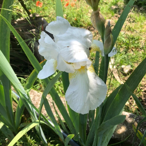 بوته زنبق سفید