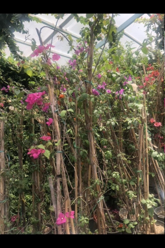 نهال گل کاغذی