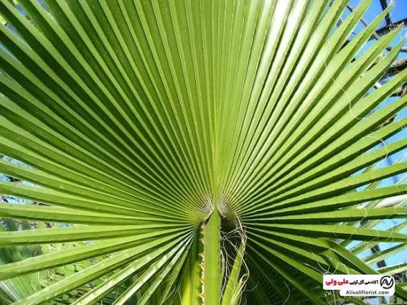 نهال پالم زیبا و زینتی